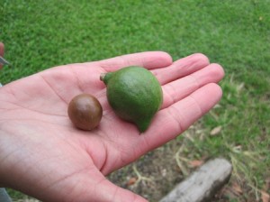 Macadamia Nuts Big Island Hawaii