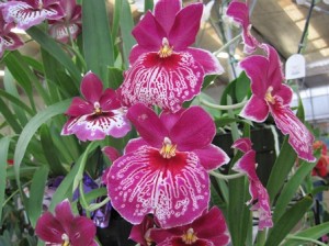 Orchideen Hawaii