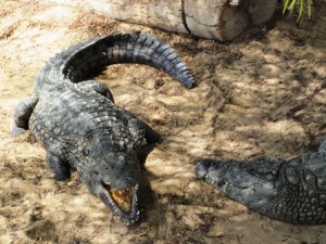 Krokodile Djerba Explore